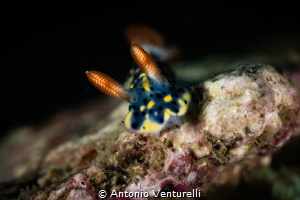 Hypselodoris infucata nudibranch_March 2025
(CanonRF100,... by Antonio Venturelli 